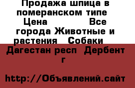 Продажа шпица в померанском типе › Цена ­ 20 000 - Все города Животные и растения » Собаки   . Дагестан респ.,Дербент г.